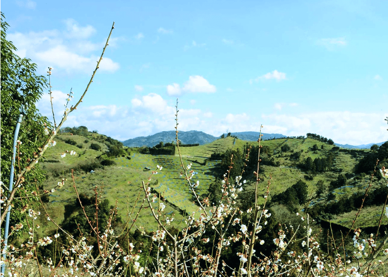 紀州みなべの風景