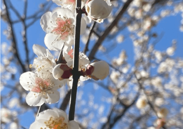 梅の花