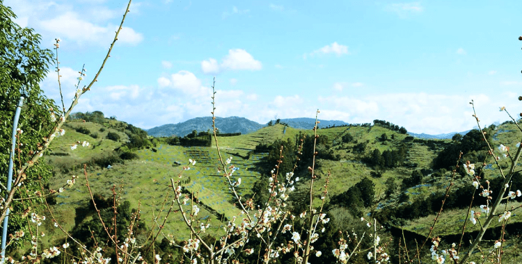 紀州みなべの風景