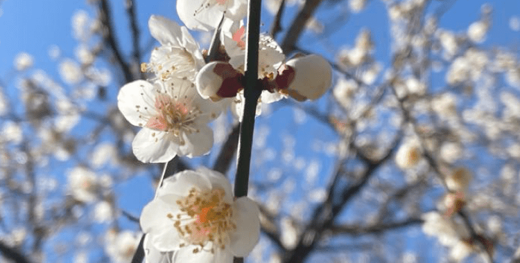 梅の花